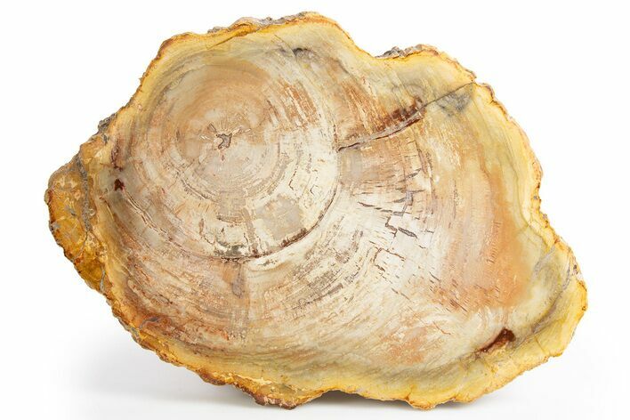 Beautiful, Petrified Wood (Araucaria) Slab - Madagascar #325552